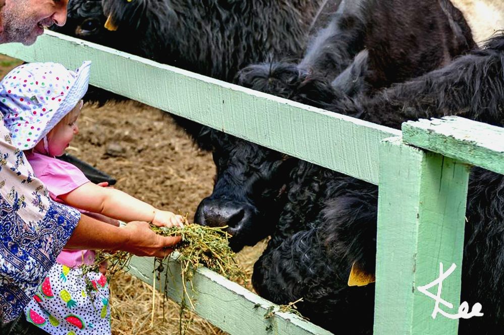 The Melbourne Tram- Noosa Hinterland Farm Stay & Nature Retreat